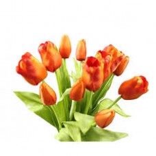 Bouquet di Tulipani EDG
